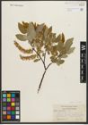 Foto von Salix pyrifolia Andersson